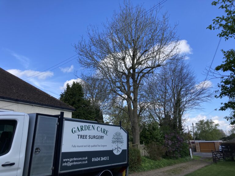 tree surgeon 1 1