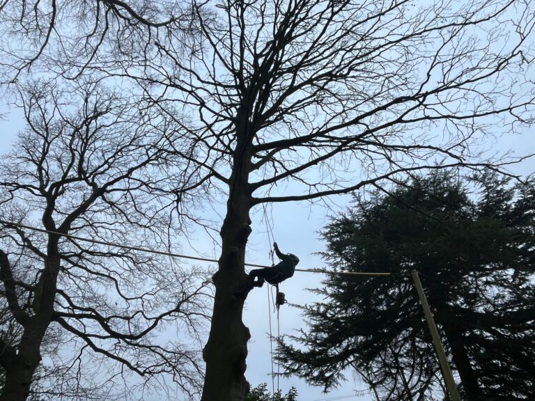 tree surgeon 1