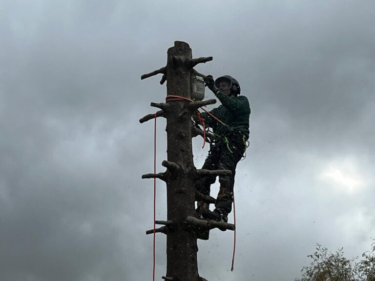 tree surgeon 3