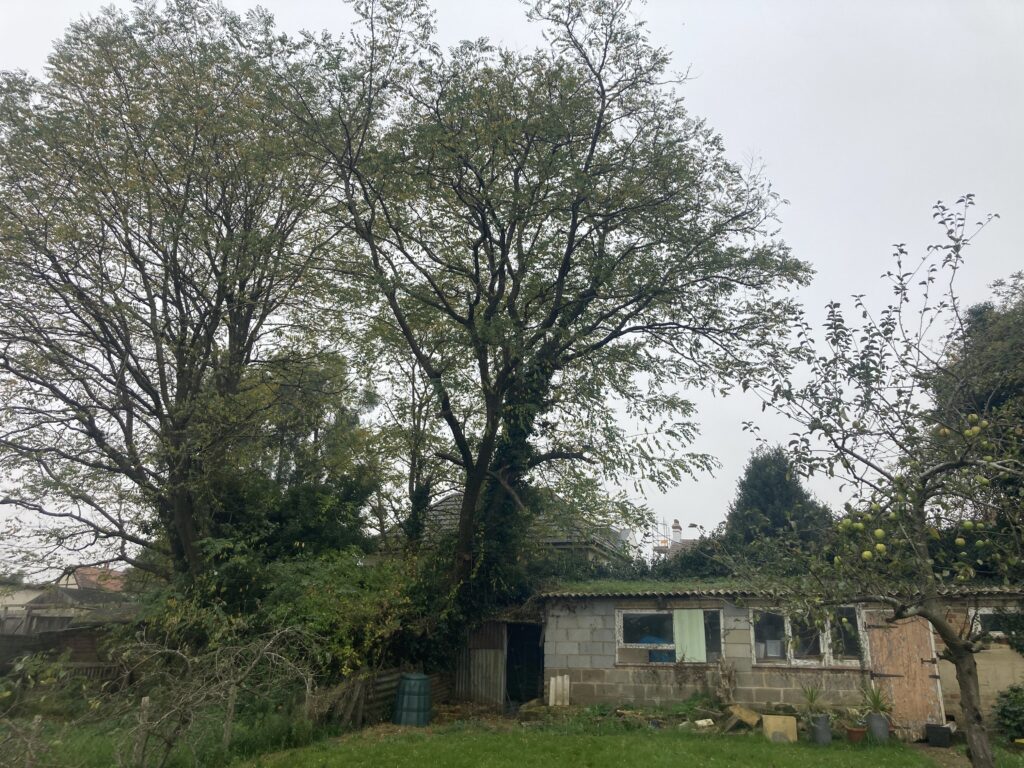 tree surgeon 7