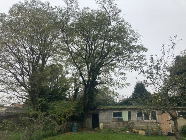tree surgeon 7