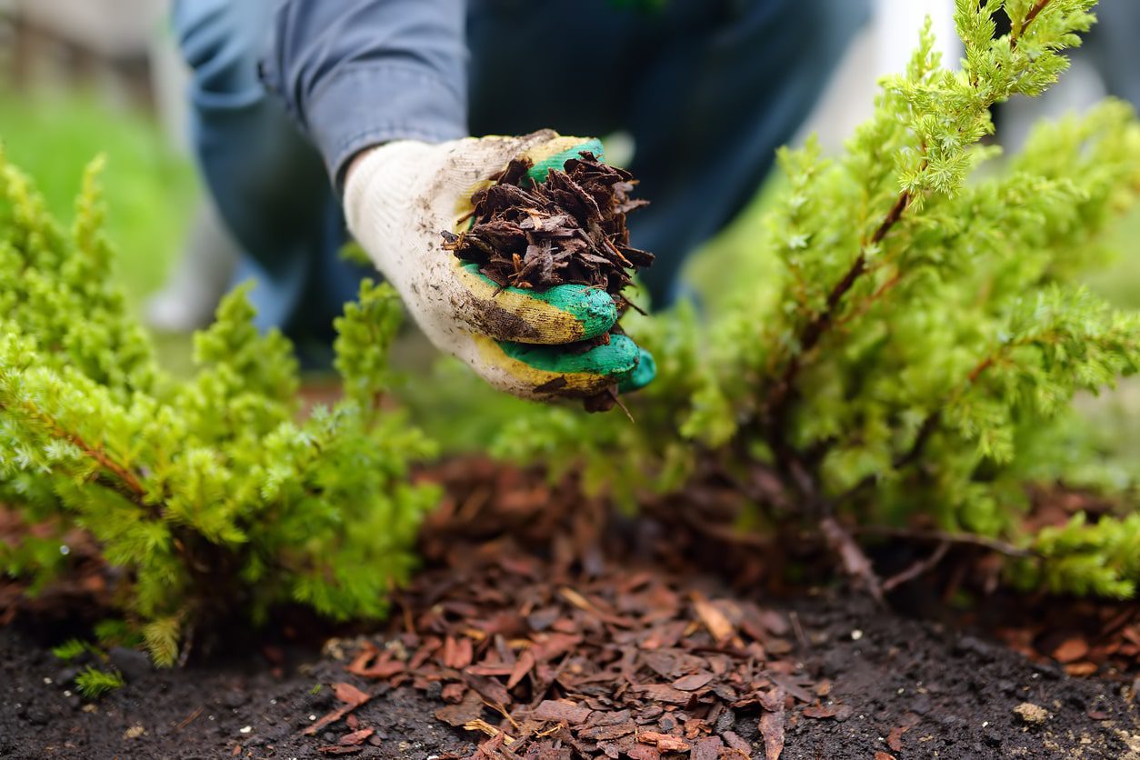 mulching in garden