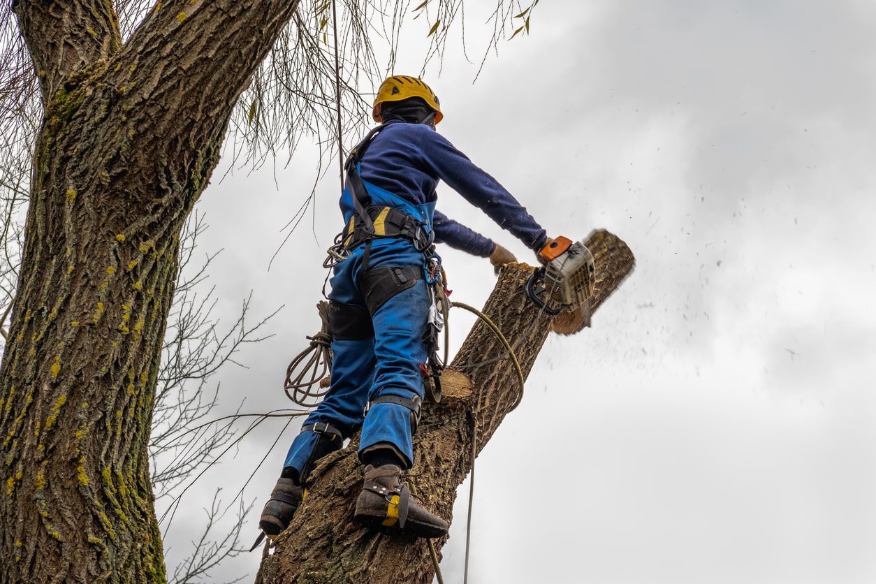 tree surgeon working at height