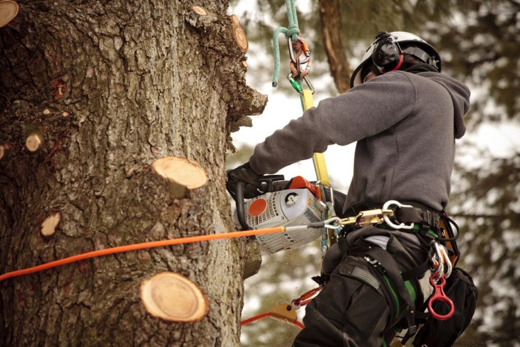 arborists Rochester