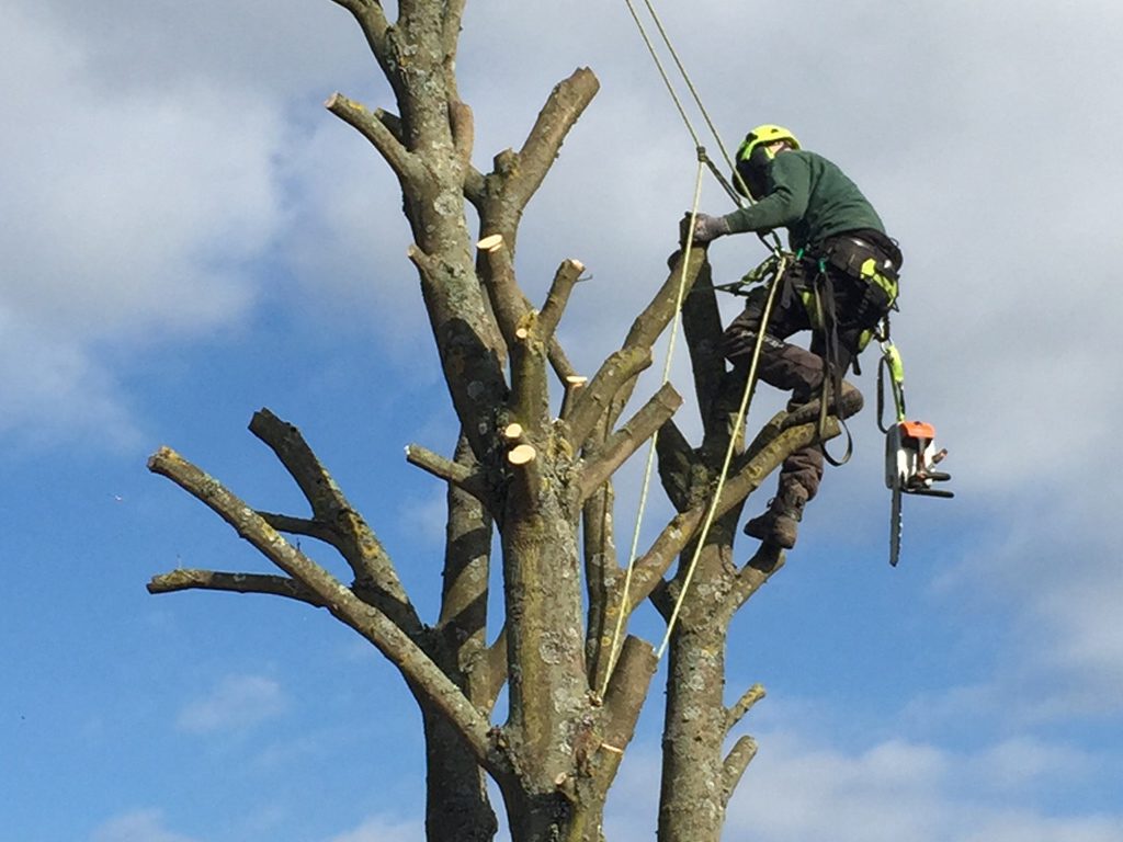 tree care services sittingbourne