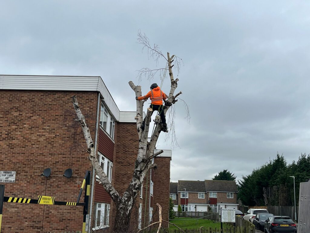 tree removal and tree felling